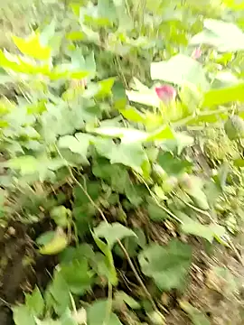 himvilohi08 online show from October 16, 2025, 3:40 am