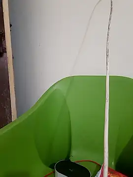 Snapshot of AnkitaDevi chatting on January 19, 2026, 11:03 am AnkitaDevi online show from January 19, 2026, 11:03 am