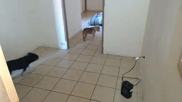 BlondZilla online show from December 16, 2025, 8:58 pm