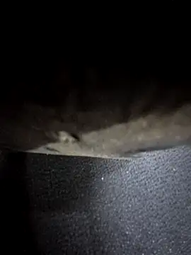 odilicia online show from December 1, 2025, 11:04 am