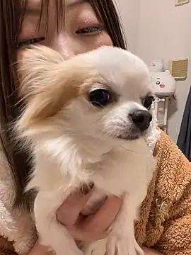 Snapshot of h415a812 chatting on November 20, 2025, 1:55 pm h415a812 online show from November 20, 2025, 1:55 pm