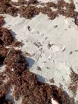 Snapshot of sarahkat86 chatting on October 9, 2025, 1:09 pm sarahkat86 online show from October 9, 2025, 1:09 pm