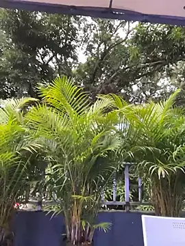 AmberAngelXXX online show from November 24, 2025, 10:31 pm