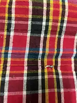 Snapshot of hamstar09 chatting on October 17, 2025, 5:48 pm hamstar09 online show from October 17, 2025, 5:48 pm