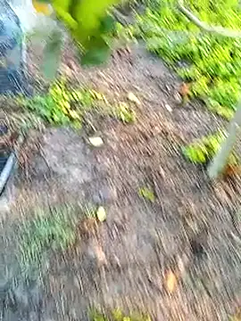 traidamasia online show from March 18, 2026, 10:40 am