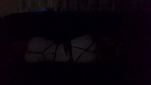 Rupoles online show from November 1, 2025, 1:13 pm