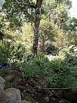 xinhxinhcute online show from September 17, 2025, 7:54 am