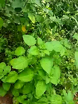 Snapshot of telugumodda4396 chatting on October 25, 2025, 5:48 am telugumodda4396 online show from October 25, 2025, 5:48 am