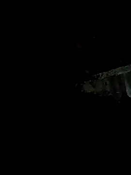 bree-zz online show from January 11, 2026, 10:37 pm