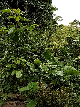 Myzak- online show from July 3, 2026, 11:00 pm