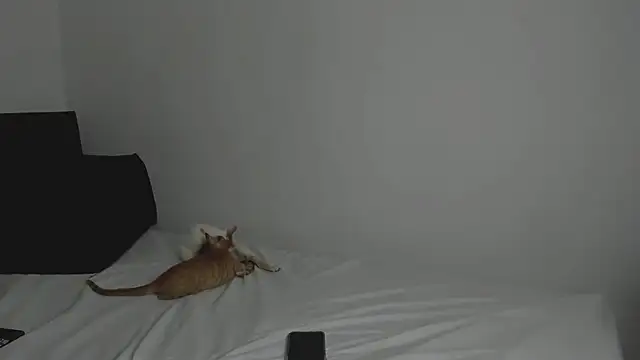 Snapshot of tifanymonroe chatting on October 30, 2025, 11:00 am tifanymonroe online show from October 30, 2025, 11:00 am