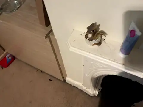 Scarletcum22 online show from January 11, 2026, 11:37 am