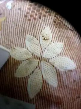 pino870 online show from April 16, 2026, 11:18 pm