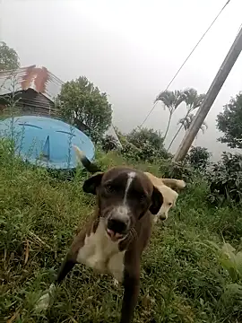 Snapshot of Ckinetor chatting on January 11, 2026, 5:29 pm Ckinetor online show from January 11, 2026, 5:29 pm