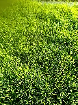 blonde blg online show from April 12, 2026, 10:09 am