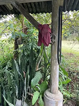 Monahliza online show from April 6, 2026, 4:52 pm