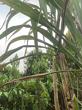 meganmeo online show from April 21, 2026, 12:34 am