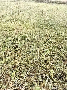 Sheela Sex90 online show from April 6, 2026, 3:59 am