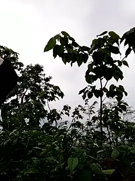 Snapshot of galaxy898 chatting on March 15, 2026, 10:54 am galaxy898 online show from March 15, 2026, 10:54 am