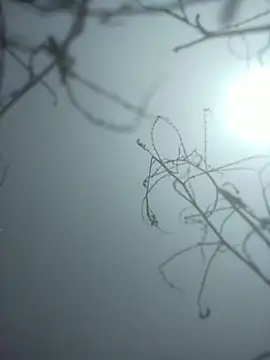 momo loves online show from January 9, 2026, 7:44 am