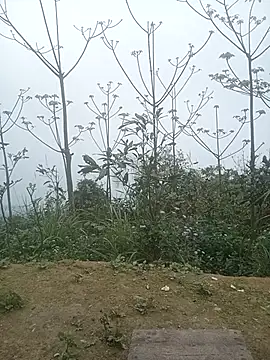 cutebobi online show from March 2, 2026, 3:30 am