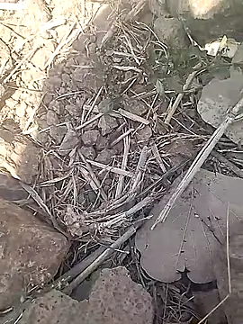 Snapshot of Cute_Boy_4 chatting on February 18, 2026, 7:37 am Cute Boy 4 online show from February 18, 2026, 7:37 am