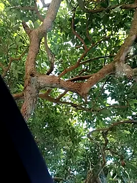 Snapshot of Mkhothiwesibumbu chatting on February 2, 2026, 6:12 am Mkhothiwesibumbu online show from February 2, 2026, 6:12 am