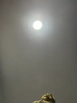 Angelicalove07 online show from March 1, 2026, 4:03 am