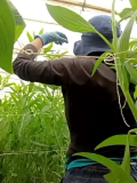 Abigail office online show from February 13, 2026, 6:37 pm