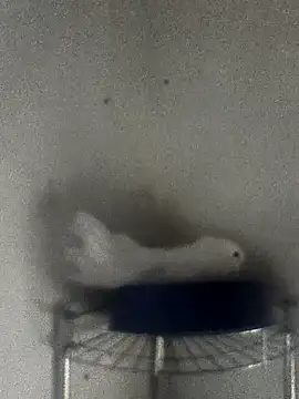 hydra0613 online show from February 22, 2026, 10:41 pm