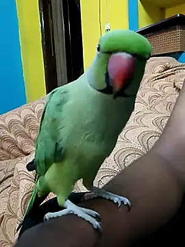 Snapshot of Lawrencedlkk007 chatting on March 9, 2025, 7:34 am Lawrencedlkk007 online show from March 9, 2025, 7:34 am