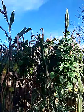 sarpe4 online show from September 28, 2025, 6:19 am