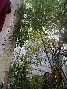 Alicbranca online show from March 12, 2026, 11:05 am