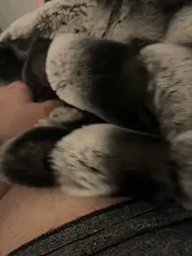 Snapshot of Furdale chatting on December 2, 2024, 4:20 pm Furdale online show from December 2, 2024, 4:20 pm