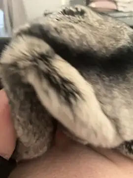 Snapshot of Furdale chatting on February 24, 2025, 4:26 pm Furdale online show from February 24, 2025, 4:26 pm