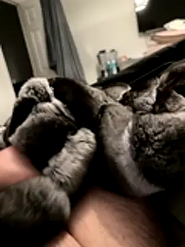 Furdale online show from November 18, 2025, 5:17 pm