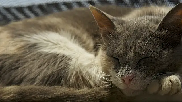 tattooed test online show from October 3, 2025, 10:23 am