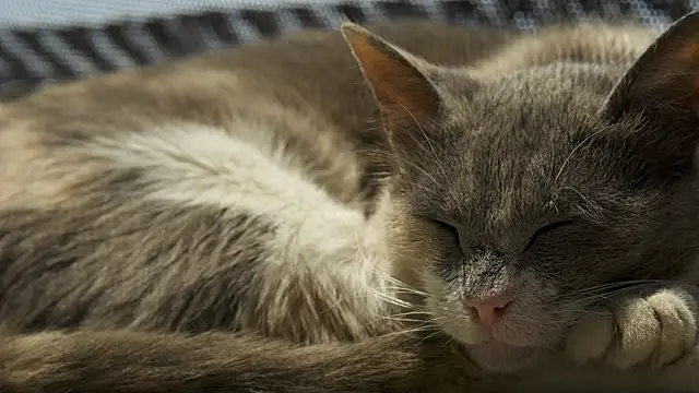 tattooed test online show from February 27, 2026, 8:03 am