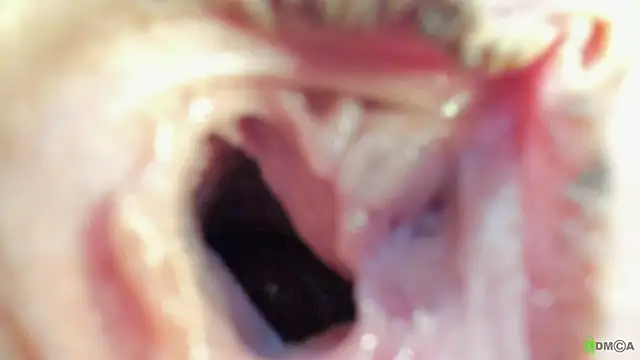 Courtney Luv online show from September 19, 2025, 2:51 pm