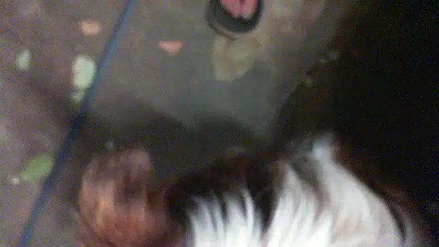 herbie010666 online show from January 11, 2025, 1:43 pm