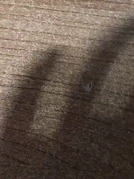 gokhanbey34 online show from December 21, 2025, 12:40 am