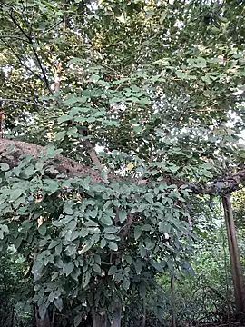 Rinku5553 online show from September 28, 2025, 2:06 am