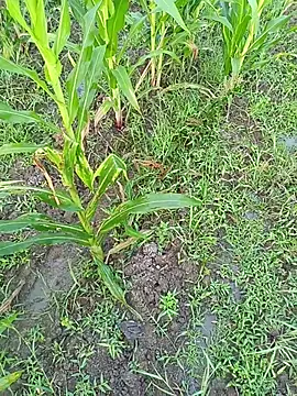 Snapshot of kummuduabbai chatting on March 11, 2026, 1:11 am kummuduabbai online show from March 11, 2026, 1:11 am