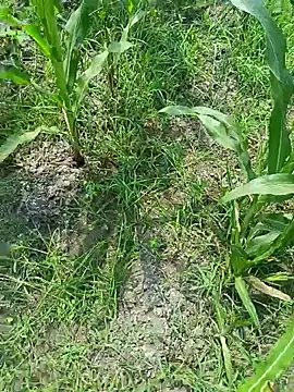 Snapshot of kummuduabbai chatting on March 19, 2026, 7:34 am kummuduabbai online show from March 19, 2026, 7:34 am