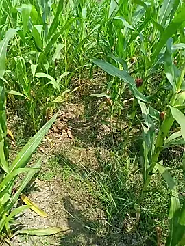 Snapshot of kummuduabbai chatting on March 25, 2026, 7:47 am kummuduabbai online show from March 25, 2026, 7:47 am