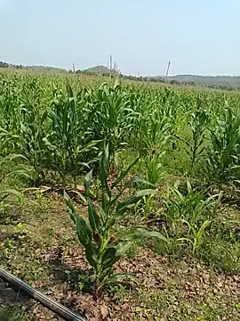 Snapshot of kummuduabbai chatting on March 27, 2026, 5:35 am kummuduabbai online show from March 27, 2026, 5:35 am