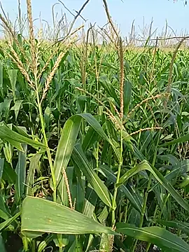 Snapshot of kummuduabbai chatting on April 12, 2026, 4:06 am kummuduabbai online show from April 12, 2026, 4:06 am