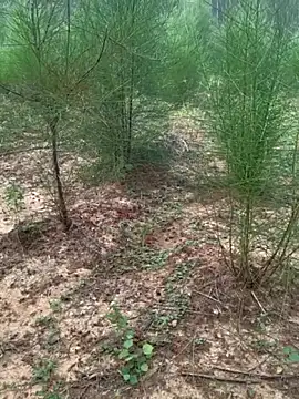 Gopal1243 online show from November 24, 2025, 2:11 am