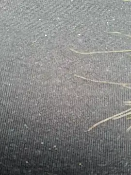 Evehampy online show from December 1, 2024, 6:08 pm